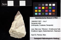 Foto (Objket + Etiketten) von Decapoda indet. 